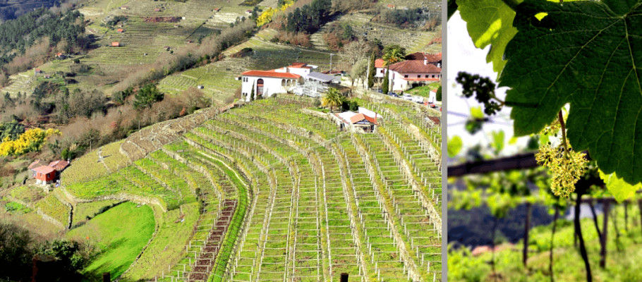 A Cova, ultimate expression of precision viticulture 